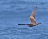 Ashy Storm-Petrel