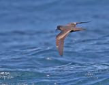 Ashy Storm-Petrel