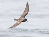 Ashy Storm-Petrel