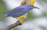 Shining Honeycreeper