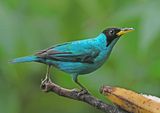 Green Honeycreeper