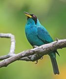 Green Honeycreeper