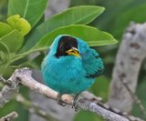 Green Honeycreeper