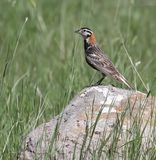 Chestnut-collared Longspur