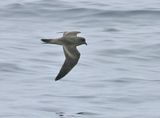 Ashy Storm-Petrel