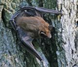 Big Brown Bat?