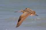 Marbled Godwit