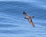 Ashy Storm-Petrel