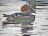 Hooded Merganser