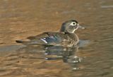 Wood Duck