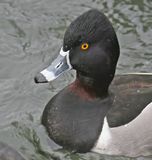 Ring-necked Duck