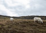 Snowdon20.jpg
