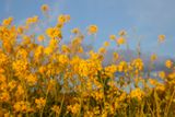 SundayEveningWalk51.jpg