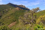 Esterel