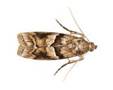 Blister Coneworm Moth # 5863.1