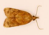 One of the Platynota moths