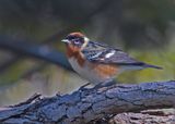 Bay-breasted Warbler.