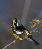 Magnolia Warbler.