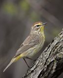 Palm Warbler