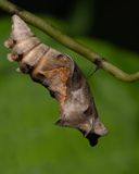 Polydamas Swallowtail Chrysalis