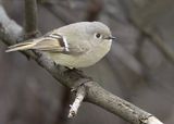 Ruby-crowned Kinglet
