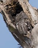 Screech Owl.