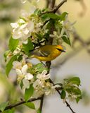 Blue-winged Warbler.