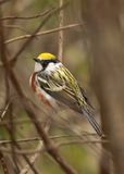 Chestnut-sided Warbler.