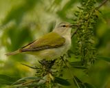 Tennessee Warbler.