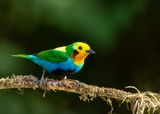 Multicolored Tanager