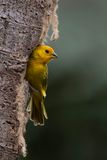 Saffron Finch