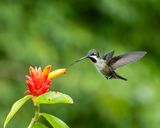 Long-billed Starthroat.