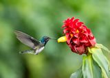 White-necked Jacobin.