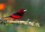 Crimson-backed Tanager