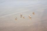 Birds at the beach