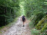 Wide forest path