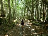 Through the forest