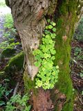 Tree with shamrocks
