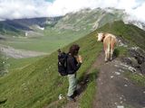 Passing a cow