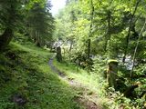 Green trail