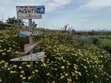 Signpost and flowers