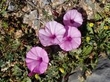 Purple Bindweed