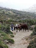 Man with donkeys