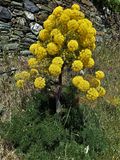 Giant Fennel 