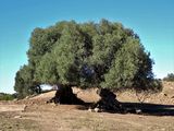 Stage 2: Olive trees