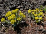 Spurge plants
