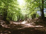 Forest path