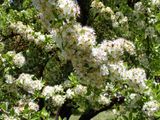 Pear blossom