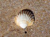 Venus clam