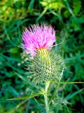 Stage 6: Thistle